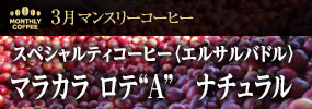 3月マンスリーコーヒー〈エルサルバドル〉マラカラ ロテ“Ａ”　ナチュラル